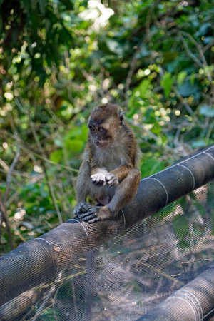 macaque monkeys ion cebu island at the philippines