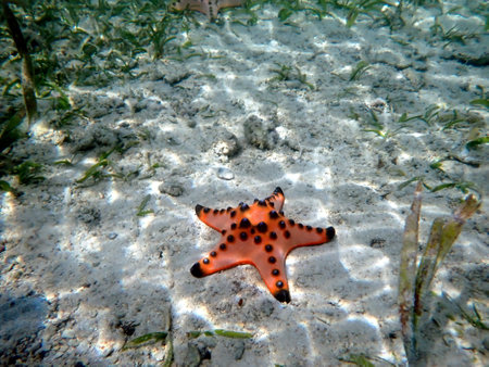 underwater world in moalboal on cebu island - colorful starfishの写真素材