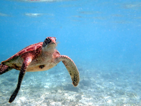 snorkeling with a sea turtle at moalboal on cebu island