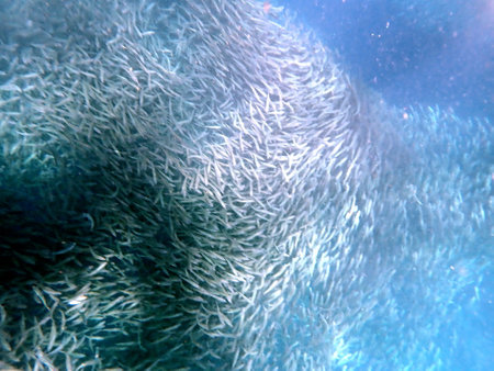 Swarm of sardines in the pacific ocean near moalboal on cebu islandの写真素材