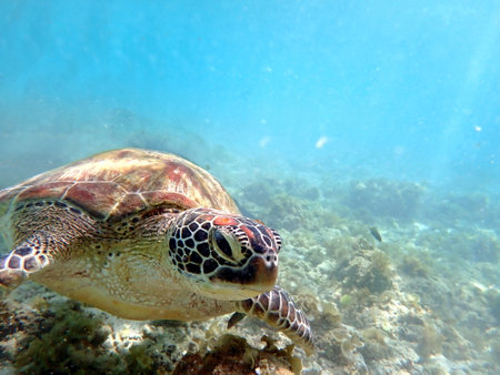 snorkeling with a sea turtle at moalboal on cebu islandの写真素材