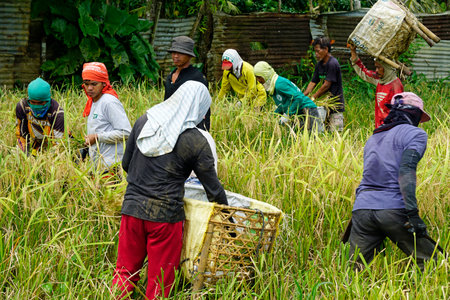 bohol, philippines, circa february 2023 - local people harvest rice
