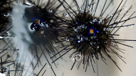 fresh seafood on a market in pattaya in thailandの写真素材