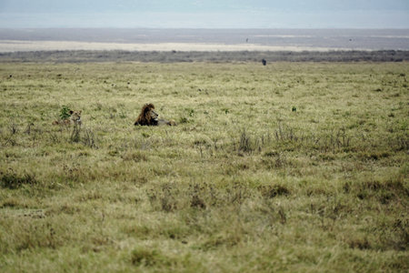 Male and female lion lying in the savanna grass of the Serengetiの写真素材