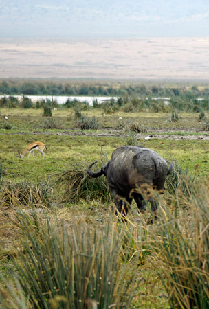 Buffalo at the Serengeti Park in Tanzaniaの写真素材