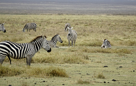 Zebra in the Serengeti in Tanzaniaの写真素材
