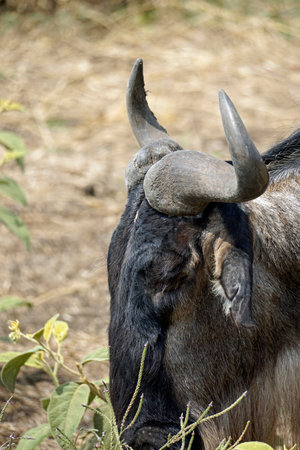 wildebeest in the serengeti in tanzaniaの写真素材