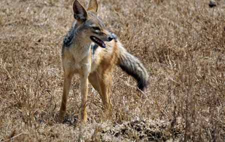 Jackal in the Serengeti Park in Tanzaniaの写真素材