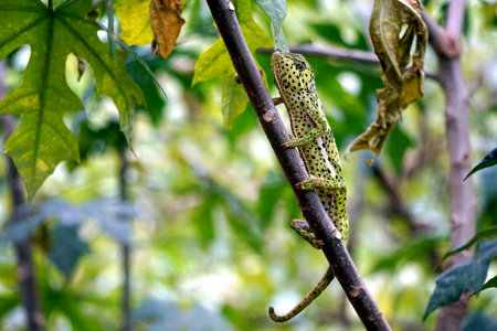 colorful chameleon on zanzibar island in africaの写真素材
