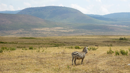 Zebra in the Serengeti in Tanzaniaの写真素材