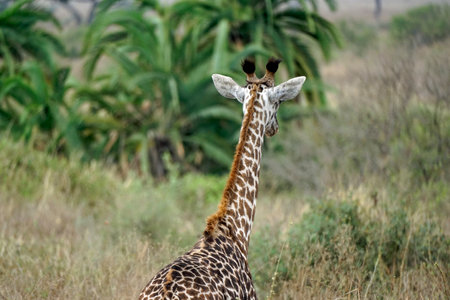 Giraffe in the Serengeti in Tanzaniaの写真素材