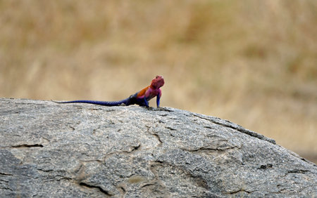 colorful Agama lizard in the Serengeti sunbathingの写真素材