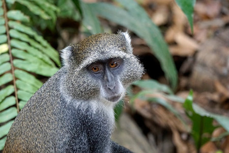 vervet monkey at the jozani forest on zanzibar island