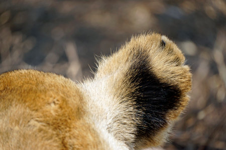 Male and female lion lying in the savanna grass of the Serengetiの写真素材