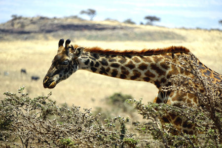 Giraffe in the Serengeti in Tanzaniaの写真素材