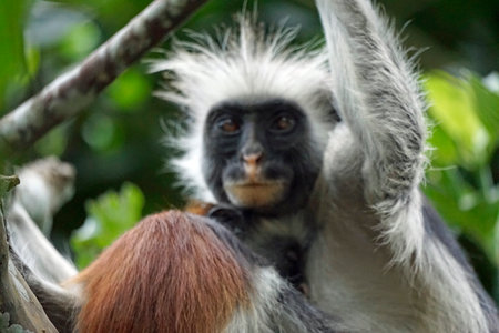 Zanzibar red colobus monkey (Piliocolobus kirkii)