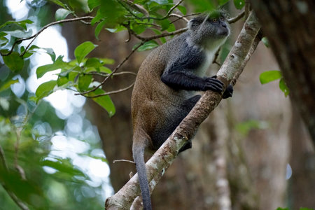 vervet monkey at the jozani forest on zanzibar island