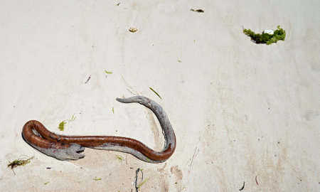 huge moray eel at the beachの写真素材