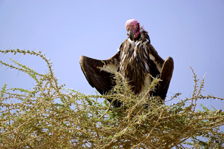 huge vulture in a tree in the serengetiの写真素材