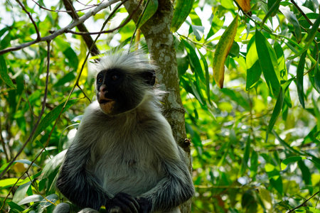Zanzibar red colobus monkey (Piliocolobus kirkii)の写真素材