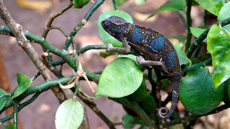 colorful chameleon on zanzibar island in africaの写真素材