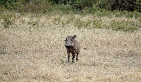 Warthog in the savanna of the Serengeti in Tanzaniaの写真素材