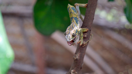 colorful chameleon on zanzibar island in africaの写真素材