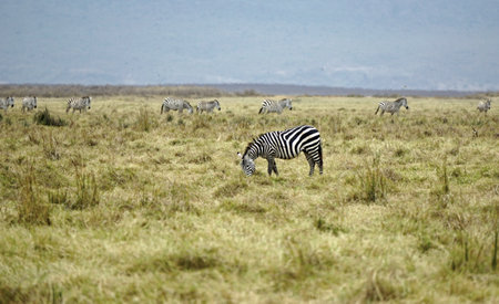 Zebra in the Serengeti in Tanzaniaの写真素材