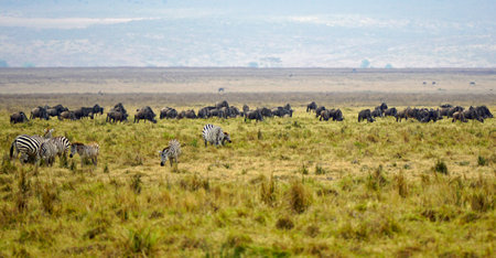 Herd of zebras and wildebeests in the Serengeti savannaの写真素材