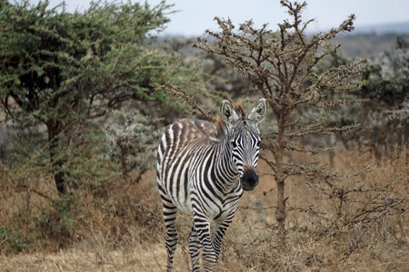 Zebra in the Serengeti in Tanzaniaの写真素材