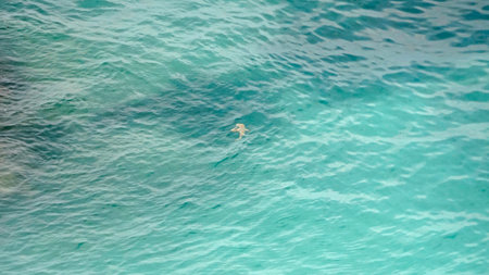 Aerial view of a reef shark in a lagoonの写真素材