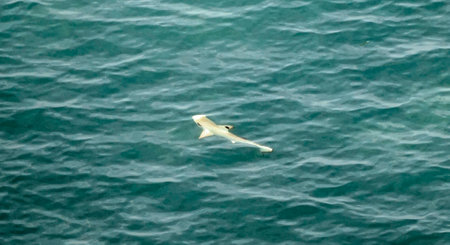 Aerial view of a reef shark in a lagoon on the Maldives