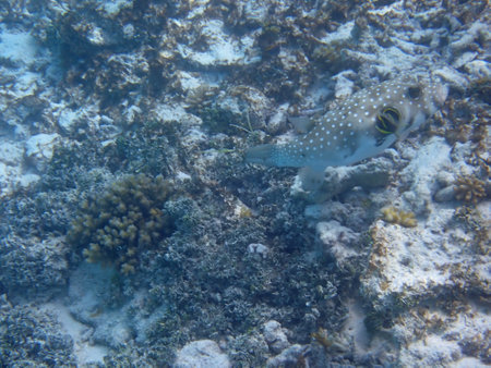 Maldives snorkeling with colorful exotic fishの写真素材