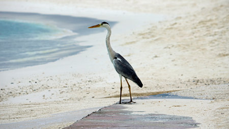huge gray heron on the maldivesの写真素材