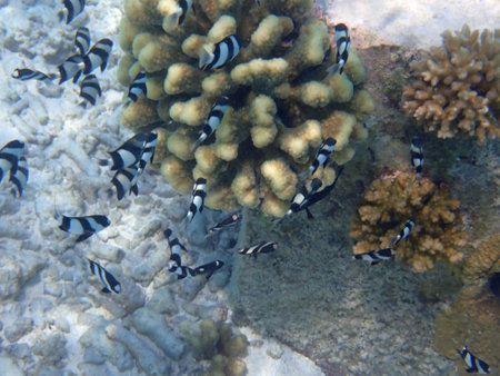 Maldives snorkeling with colorful exotic fishの写真素材