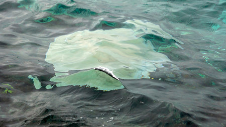 Stingray at the ocean surface at the Maldives
