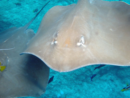 Snorkeling with Stingray on the Maldives Islands