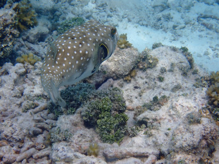 Maldives snorkeling with colorful exotic fishの写真素材