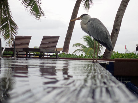 Huge gray heron at a swimming poolの写真素材