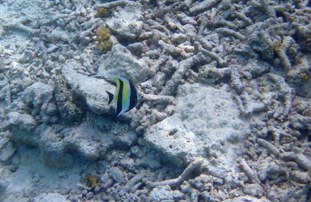 Maldives snorkeling with colorful exotic fish