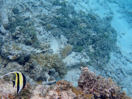 Snorkeling with colorful exotic fish