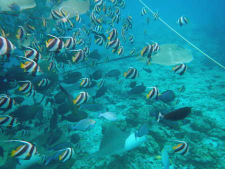 Maldives snorkeling with colorful exotic fishの写真素材