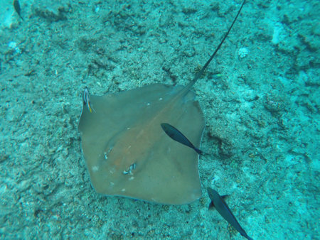 Snorkeling with Stingrayの写真素材