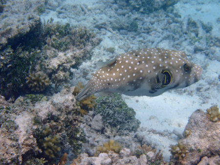 Maldives snorkeling with colorful exotic fish