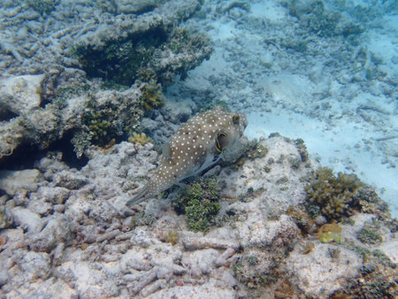 Snorkeling with colorful exotic fish