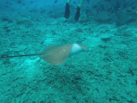 Snorkeling with Stingray on the Maldives Islands
