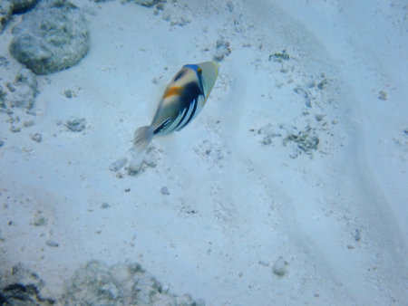 Maldives snorkeling with colorful exotic fish