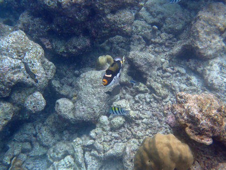 Maldives snorkeling with colorful exotic fish