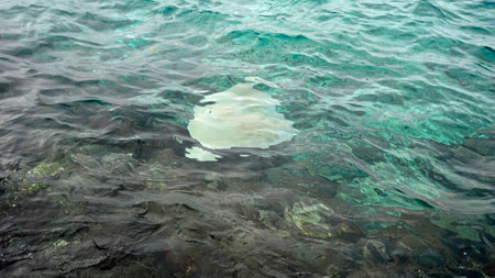 Stingray at the ocean surface at the Maldives