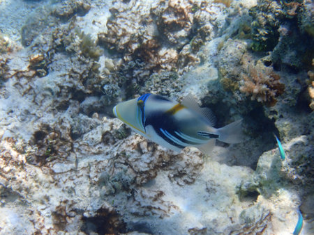 Maldives snorkeling with colorful exotic fish
